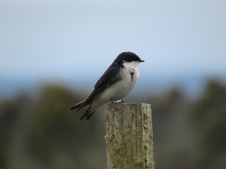 pajaro sobre madera, paisaje chilote
