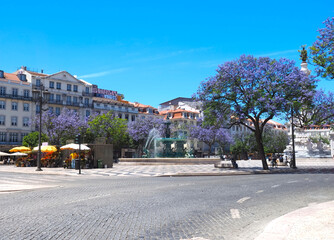 Naklejka premium Rossio square in Lisbon in Portugal with purple blooming Jacaranda mimosifolia trees