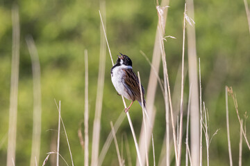 Reed Bunting Singing