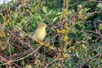Melodious Warbler perched in a Hawthorn tree.