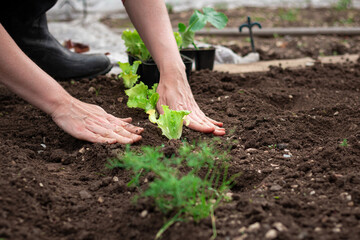 Caucasian female hands transplanting lettuce seedlings in dark fertile soil, prepared by loosening, close up shot.
