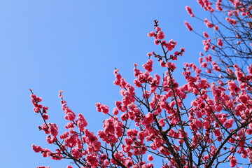 満開の紅梅　青空背景