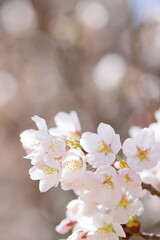 満開のソメイヨシノ