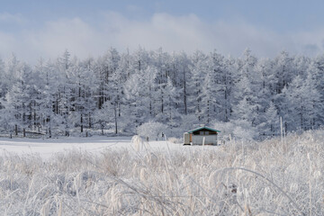 雪の牧場