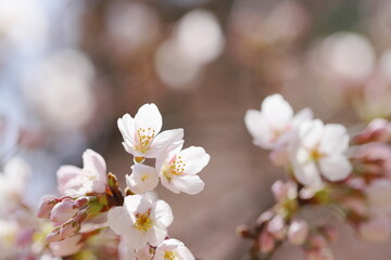 春の日差しを浴びながら咲くソメイヨシノ