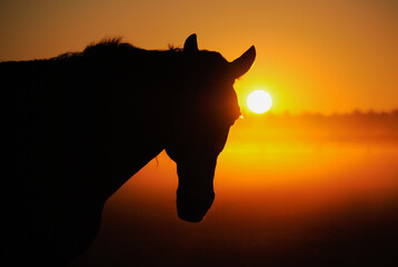Horse silhouette on a background of dawn. Portrait of a horse