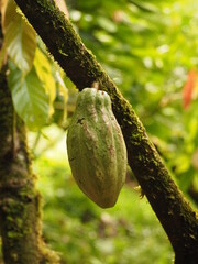 wild jungle of costa rica