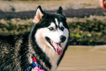 siberian husky dog