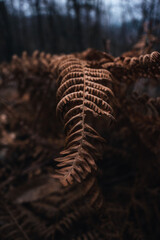fern in the forest