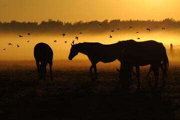 Fototapeta na wymiar Herd of horses at sunrise over which flies a flock of bird