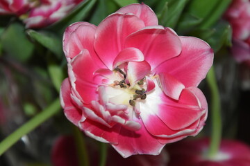 tulipan w rozkwicie - obrazy, fototapety, plakaty