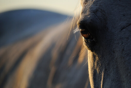 Horse eye closeup on beautiful background in sunset rays. 