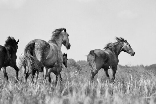 A herd of horses gallops in the field. Black and white stylized photo