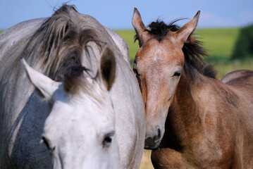 The foal buried its face in the side of his mother. Portrait of a horse close up