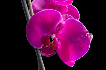  flower of fuchsia orchids, isoalted on black background