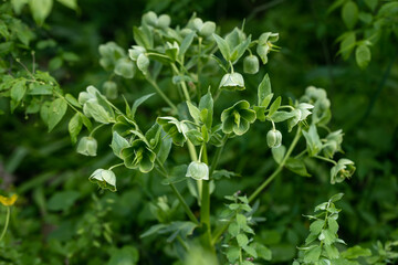 Fototapeta na wymiar Helleborus foetidus grows and blooms in the garden in spring
