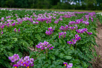 Close up purle flower of potato crop