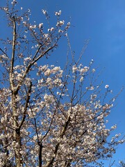 high contrast of sakura blossom tree and the blue sky, natural color, Tokyo Japan, April spring 2022