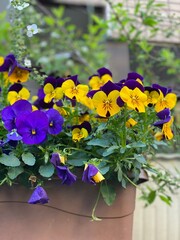 pansy in the pot