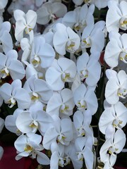 In Japan we send orchids to celebrate the opening of a business venue.