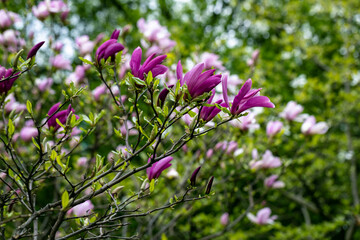 Magnolia purple pink flowers in early spring