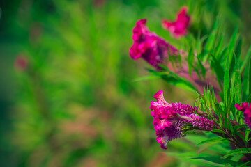 Celosia is a small genus of edible and ornamental plants in the amaranth family, Amaranthaceae.
