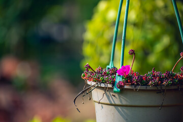 Sedum rubrotinctum or Sedum × rubrotinctum, and commonly known as jelly-beans, jelly bean plant, or pork and beans. It is a species of Sedum from the plant family Crassulaceae.