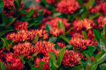 Ixora is a genus of flowering plants in the family Rubiaceae. It is the only genus in the tribe Ixoreae. It consists of tropical evergreen trees and shrubs and holds around 562 species.