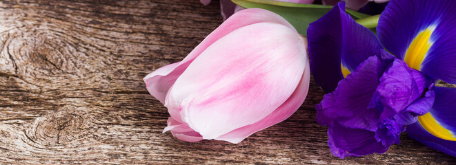 Blue irises and pik tulips - obrazy, fototapety, plakaty
