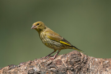 Greenfinch perched on a tree trunk close up in the summer