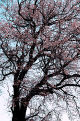 old tree with the expressive branches in the springtime