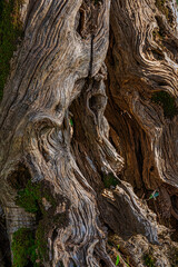 Secular olive trees in the Parco dell'olivo Nature Reserve in Venafro. Venafro, Province of...