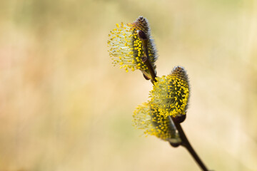 Goat Willow (Salix caprea) male catkins close up, is a common species of willow native to Europe...