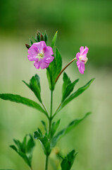 pink delicate flower on a green background