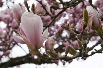 Magnolien 