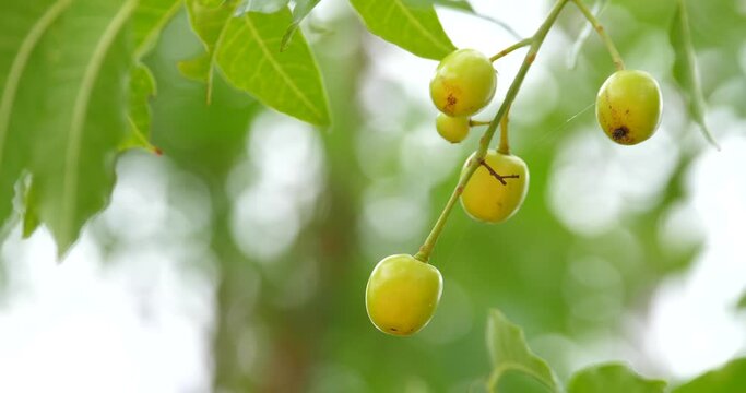 Fresh Neem fruit on neem tree,medicinal plants