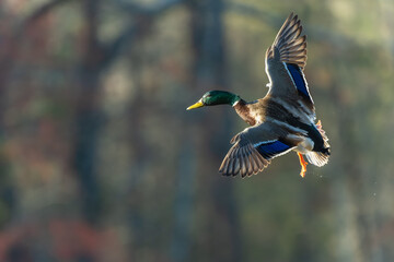 Male mallard duck approaching a landing