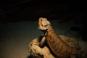 Close up view of an iguana reptile animal held in captivity during an exhibition with different breeds of reptiles. Iguane species.