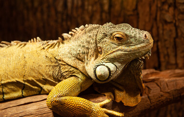 Close up view of an iguana reptile animal held in captivity during an exhibition with different...