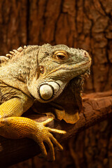 Close up view of an iguana reptile animal held in captivity during an exhibition with different breeds of reptiles. Iguane species.