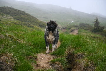 Shepherd dog on a mountain trail in a foggy landscape. These dogs are the guardians of sheepfolds from mountains.