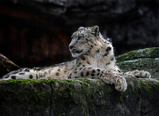 Snow leopard on the stone. Latin name - Uncia uncia	