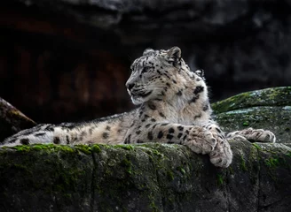  Snow leopard on the stone. Latin name - Uncia uncia  © Mikhail Blajenov