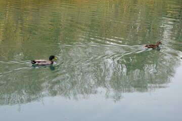 Canards dans une rivière