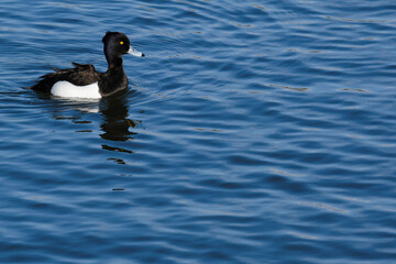 Lepelaarsplassen - Oostvaardersplassen