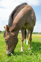 Fototapeta premium horse in meadow eating grass