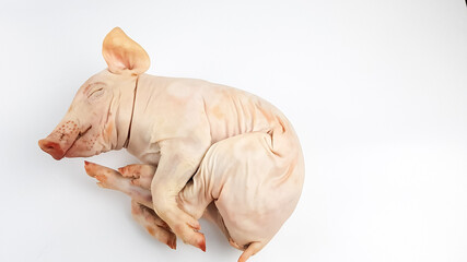 the carcass of a small dairy fresh piglet lies on a white background of isolate. preparation of an expensive exquisite festive pork dish