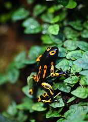 Bumblebee dart frog in terrarium
