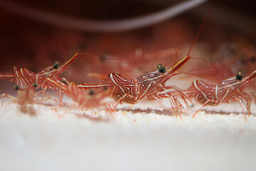A group of Camel Shrimp (Rhynchocinetes durbanensis) in reef tank