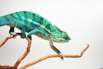 Blue Chameleon lizard climbing on tree